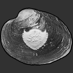 аверс 5 dolarjev 2013 "Cyrtonaias Tampicoensis"